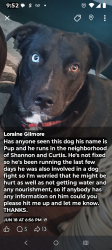 Lost Male Dog last seen Shannon and Curtis, Tucson, AZ 85705