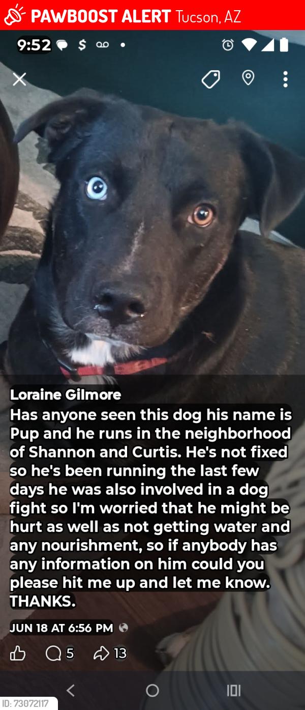 Lost Male Dog last seen Shannon and Curtis, Tucson, AZ 85705