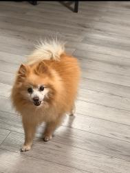 Reunited Male Dog last seen Duncan and Beechwood, Lynwood, CA 90262