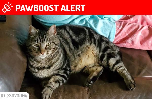 Lost Female Cat last seen Near 200th St NW, Snohomish County, WA 98223