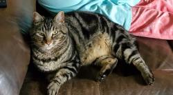 Lost Female Cat last seen Near 200th St NW, Snohomish County, WA 98223