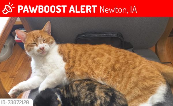 Lost Male Cat last seen Maytag park and pool, Newton, IA 50208