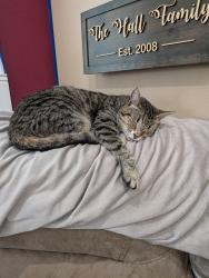 Lost Female Cat last seen Downtown Dade City, Saint Joe Rd, Dade City, FL 33525