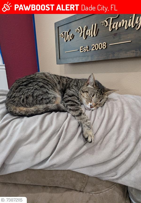 Lost Female Cat last seen Downtown Dade City, Saint Joe Rd, Dade City, FL 33525