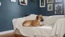 Reunited Male Dog last seen 145th & Calumet , Cedar Lake, IN 46303
