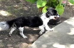 Found/Stray Male Dog last seen YMCA, Fort Worth, TX 76133