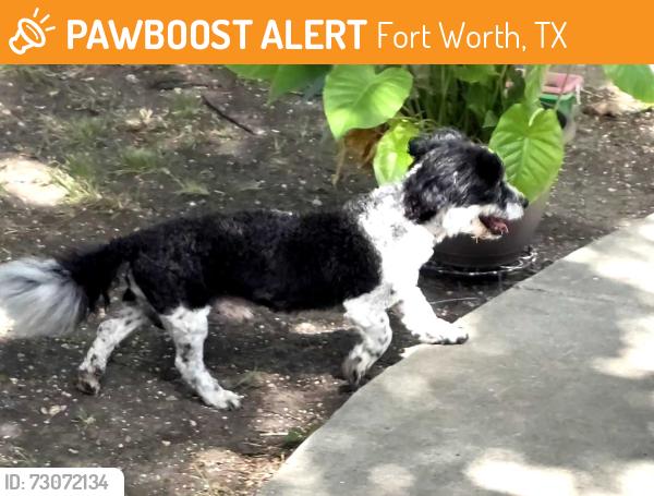 Found/Stray Male Dog last seen YMCA, Fort Worth, TX 76133