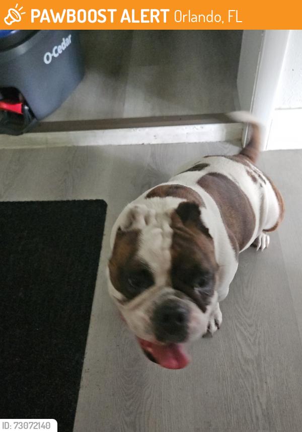 Found/Stray Female Dog last seen Greylynne st, Orlando, FL 32807