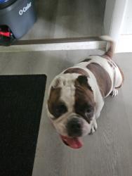 Found/Stray Female Dog last seen Greylynne st, Orlando, FL 32807
