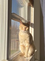 Lost Male Cat last seen Langley Dr, Lafayette Indiana, Lafayette, IN 47909
