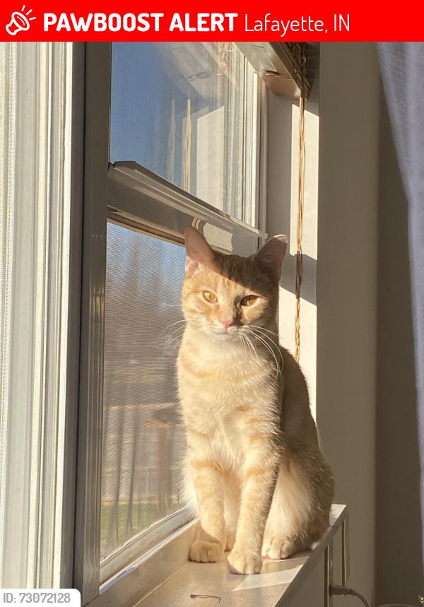 Lost Male Cat last seen Langley Dr, Lafayette Indiana, Lafayette, IN 47909
