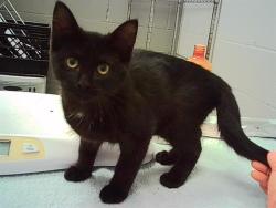 Shelter Stray Female Cat last seen Near, 2600 S Harding St, Indianapolis, IN 46221, USA