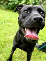 Shelter Stray Female Dog last seen TYLER BERRY PARK, 3528 Newburg Rd, Louisville, KY 40218, USA