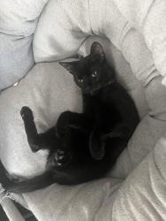 Reunited Female Cat last seen Near Erie Ave, Quakertown, PA 18951