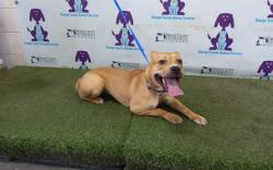 Shelter Stray Female Dog last seen , 2769 Conroy Rd, Orlando, FL 32839, USA