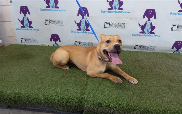 Shelter Stray Female Dog last seen , 2769 Conroy Rd, Orlando, FL 32839, USA