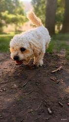 Lost Male Dog last seen S highland dr, Salt Lake City, UT 84106