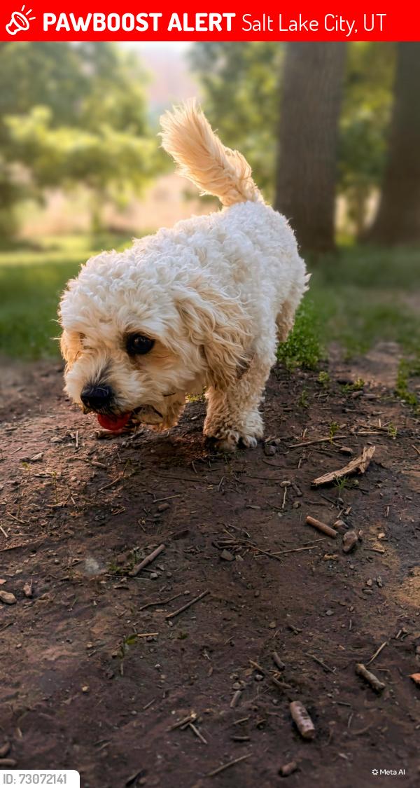 Lost Male Dog last seen S highland dr, Salt Lake City, UT 84106