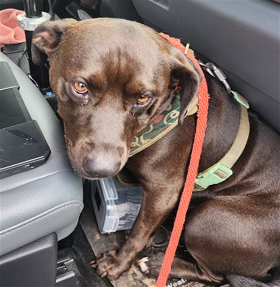 Shelter Stray Female Dog last seen DERRICK ST, 4950 SW Triana Blvd, Huntsville, AL 35805, USA