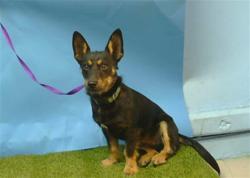 Shelter Stray Male Dog last seen , 11258 Garfield Ave, Downey, CA 90242, USA
