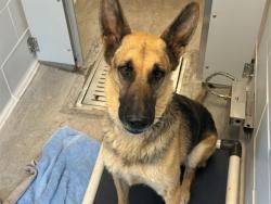 Shelter Stray Male Dog last seen 99TH AVE / CAMELBACK, 5501 E Van Buren St, Phoenix, AZ 85008, USA
