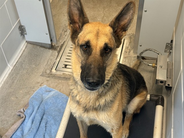 Shelter Stray Male Dog last seen 99TH AVE / CAMELBACK, 5501 E Van Buren St, Phoenix, AZ 85008, USA