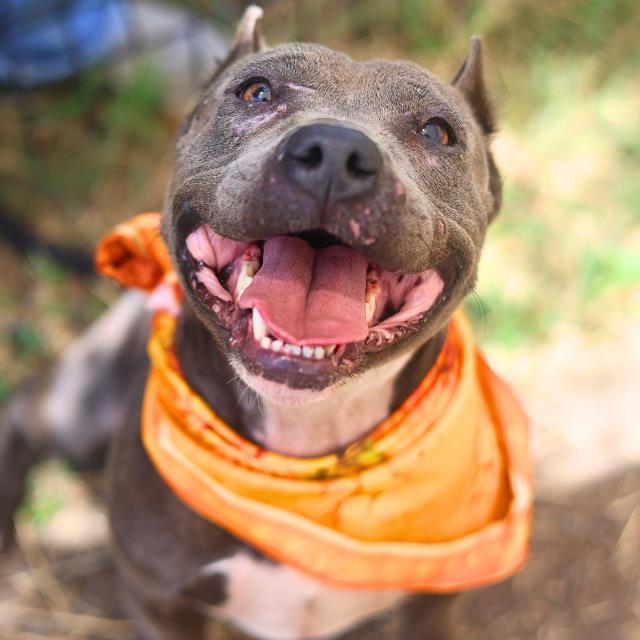 Shelter Stray Female Dog last seen Near BLOCK BUCKBOARD, 4710 TX-151, San Antonio, TX 78227, USA