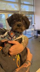 Shelter Stray Male Dog last seen PET PARADISE -- PECAN PARK, 2020 Forest St, Jacksonville, FL 32204, USA