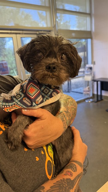 Shelter Stray Male Dog last seen PET PARADISE -- PECAN PARK, 2020 Forest St, Jacksonville, FL 32204, USA