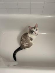 Lost Female Cat last seen Roosevelt Island New York, New York, NY 10044