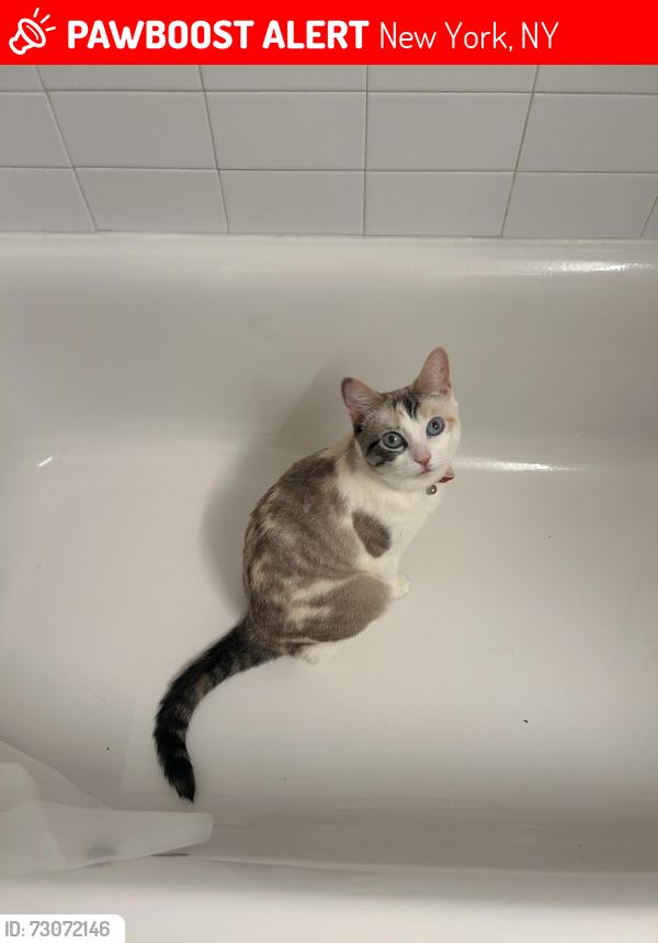 Lost Female Cat last seen Roosevelt Island New York, New York, NY 10044