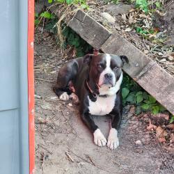 Found/Stray Male Dog last seen Kennedy blvd, Jersey City, NJ 07305
