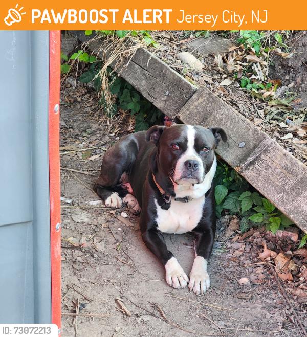 Found/Stray Male Dog last seen Kennedy blvd, Jersey City, NJ 07305