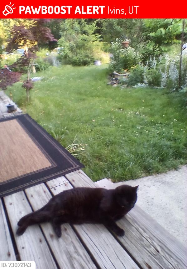 Lost Male Cat last seen MajesticDrive, Ivins, UT 84738
