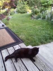 Lost Male Cat last seen MajesticDrive, Ivins, UT 84738