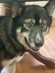 Found/Stray Female Dog last seen Near walmsley blvd, Richmond, VA 23234
