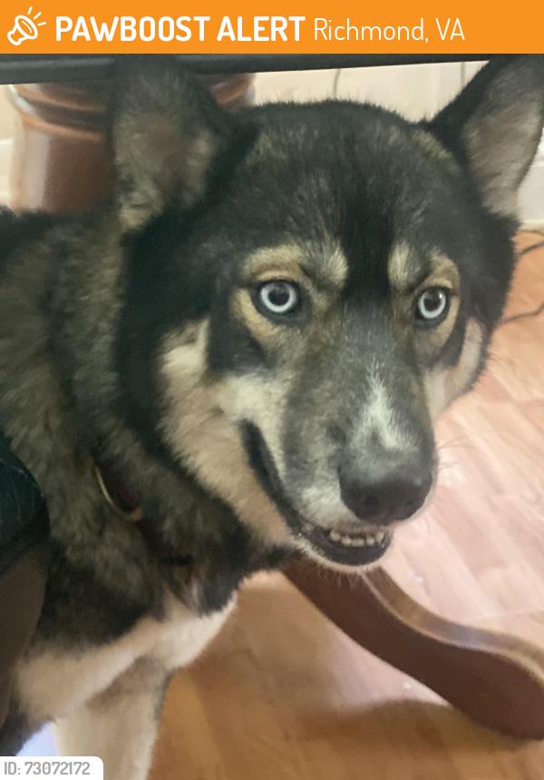 Found/Stray Female Dog last seen Near walmsley blvd, Richmond, VA 23234