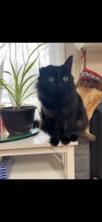 Lost Male Cat last seen Overland road, Boise, ID 83705