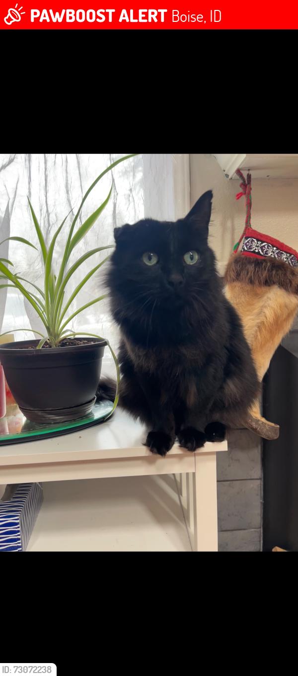 Lost Male Cat last seen Overland road, Boise, ID 83705