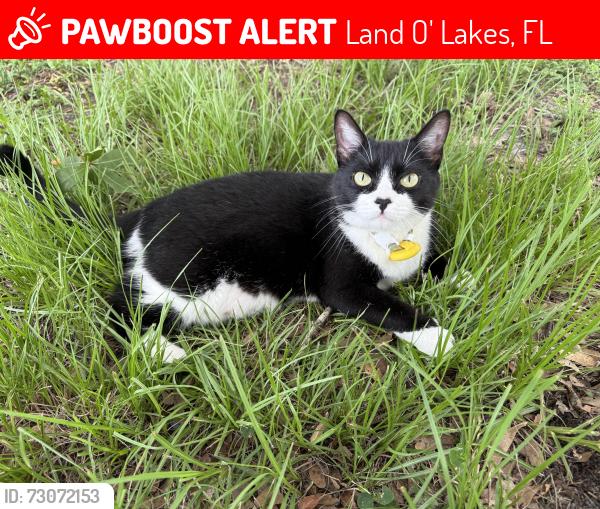 Lost Female Cat last seen Blue Spring & Citrus Blossom, Land O' Lakes, FL 34637