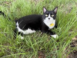 Lost Female Cat last seen Blue Spring & Citrus Blossom, Land O' Lakes, FL 34637