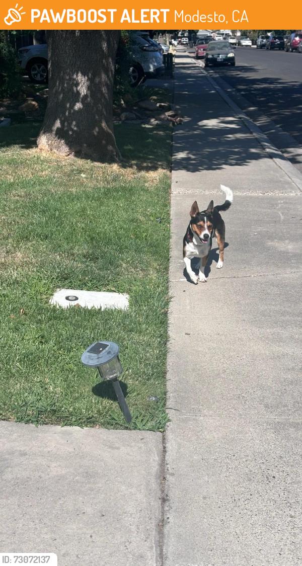 Found/Stray Unknown Dog last seen Charles Court, Modesto, CA 95350