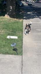 Found/Stray Unknown Dog last seen Charles Court, Modesto, CA 95350