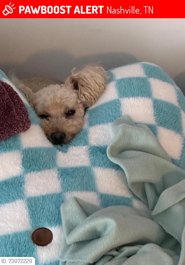 Lost Male Dog last seen Vanderbilt children’s way 2200, Nashville, TN 37232