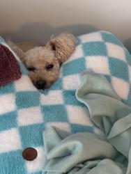 Lost Male Dog last seen Vanderbilt children’s way 2200, Nashville, TN 37232