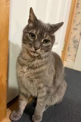 Lost Male Cat last seen Locust Street, Danvers, MA 01923