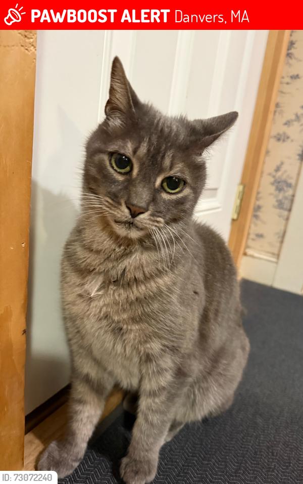 Lost Male Cat last seen Locust Street, Danvers, MA 01923