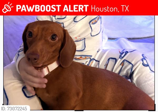 Lost Female Dog last seen Kukendhal and Colwell , Houston, TX 77068