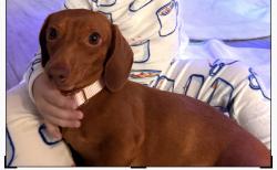 Lost Female Dog last seen Kukendhal and Colwell , Houston, TX 77068