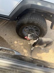 Found/Stray Male Dog last seen NE 13th & Lottie Ave, Oklahoma City, OK 73104